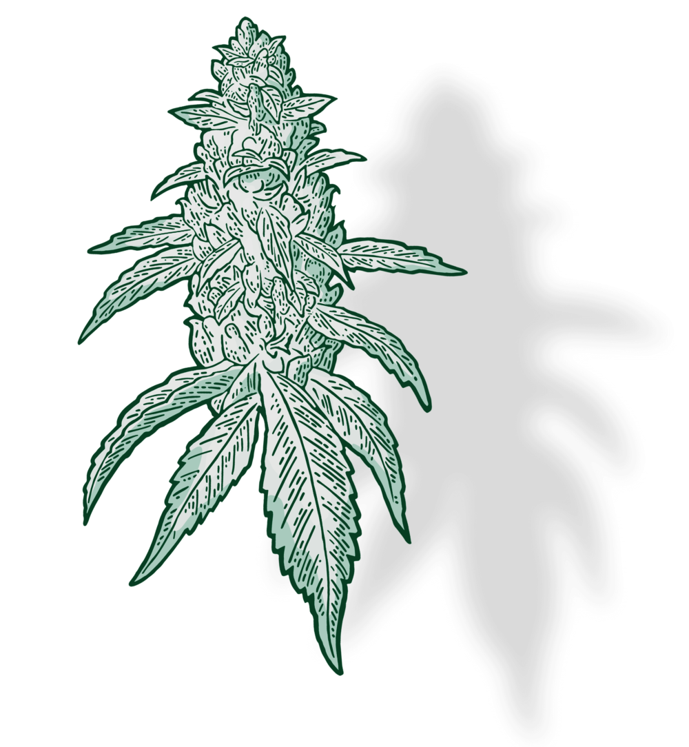 Illuminent – Leaf