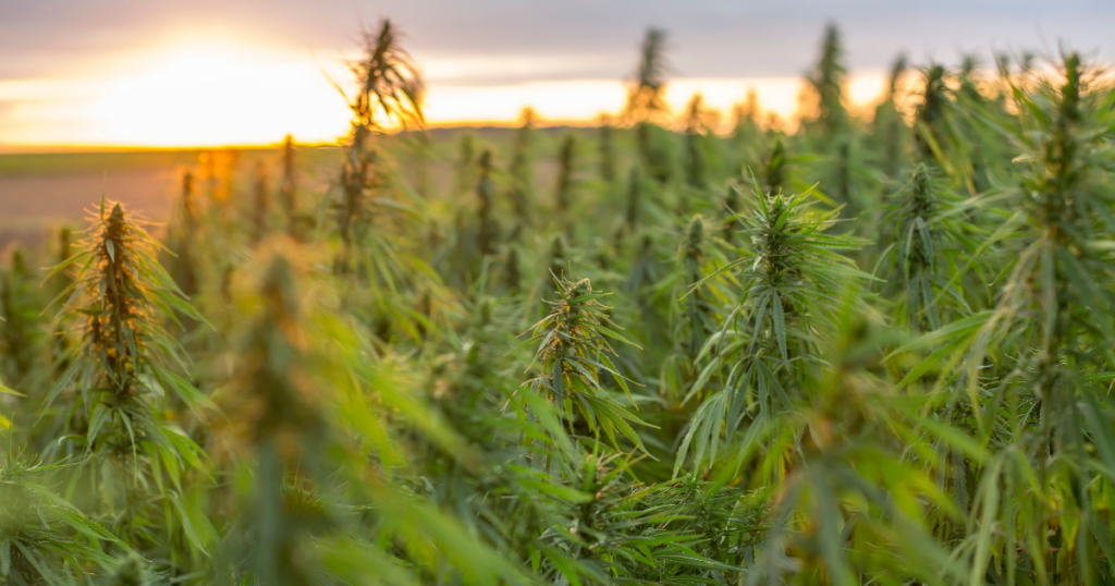Marijuana, Hemp, Cannabis - picture of hemp plants growing