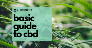 basic guide to cbd featured image