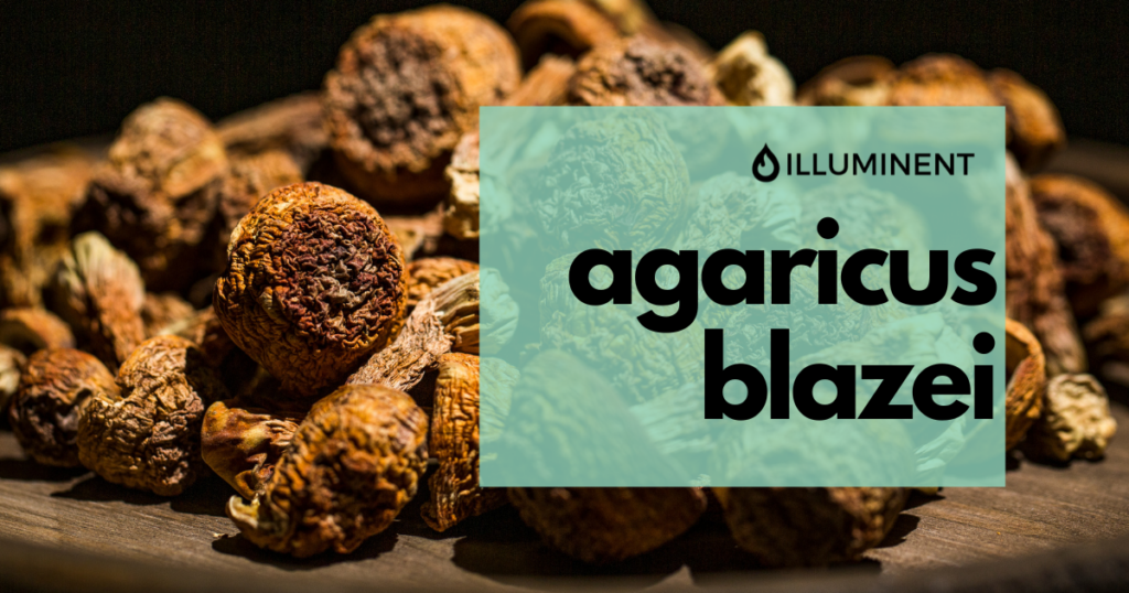 Agaricus Blazei Section 1 of Blog Article Image. 