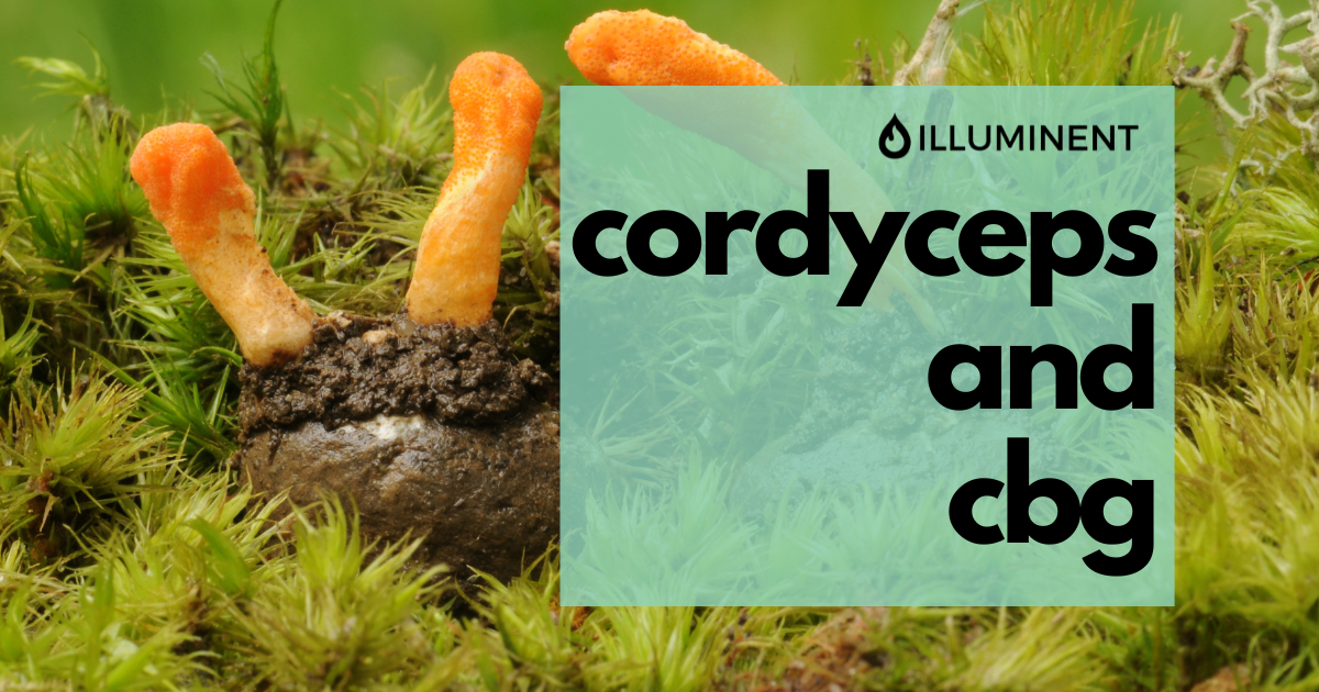 Cordyceps & CBG Nature's Synergy for Everyday Wellness blog header