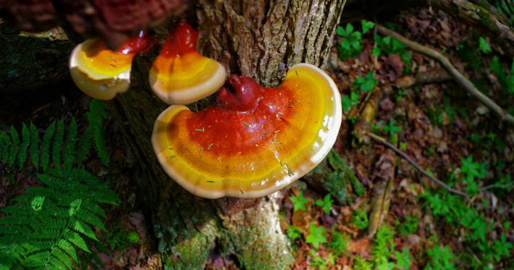 picture of red reishi