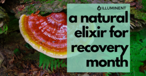 The Harmony of Red Reishi and CBN blog header