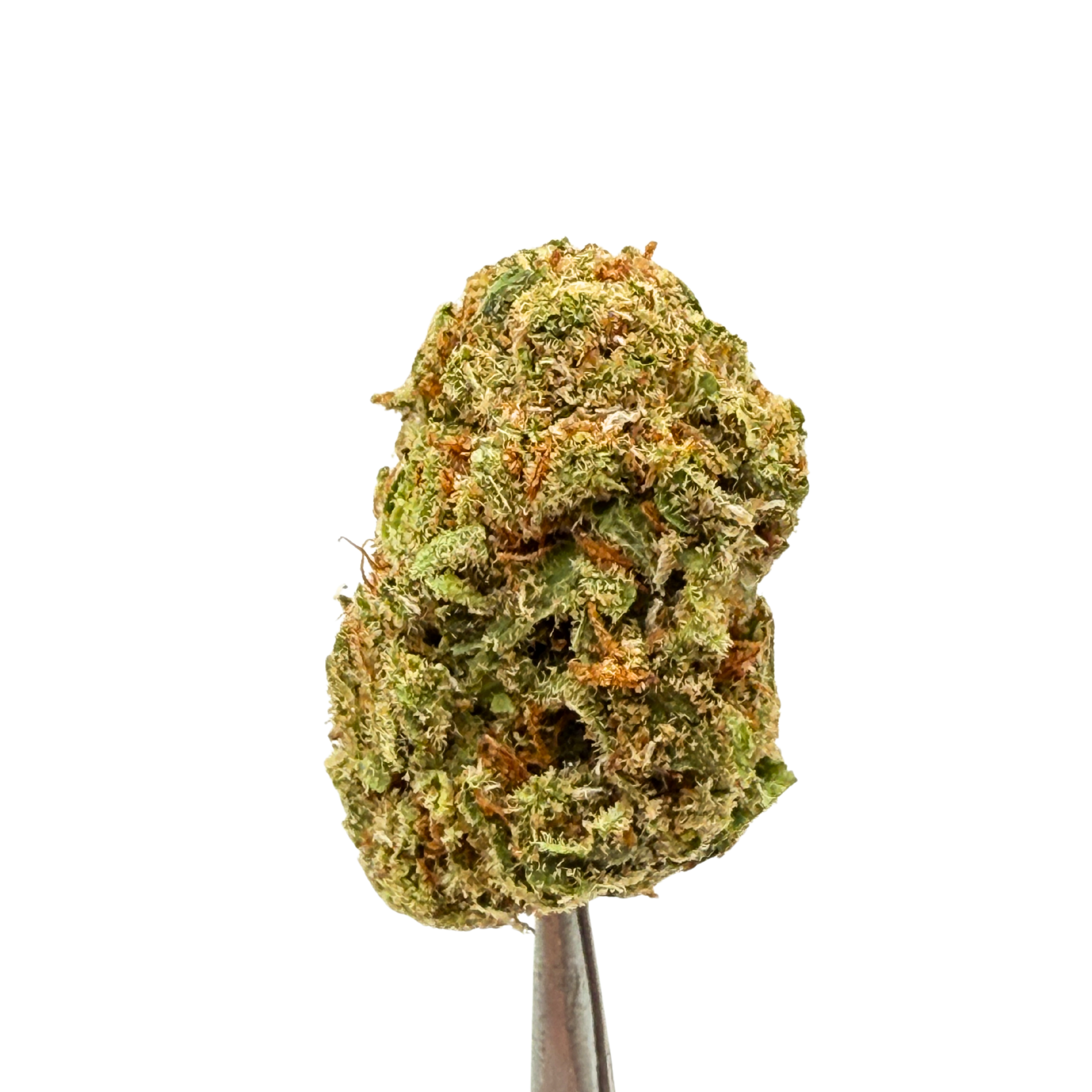 lavender jack flower