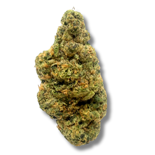 dutch treat flower